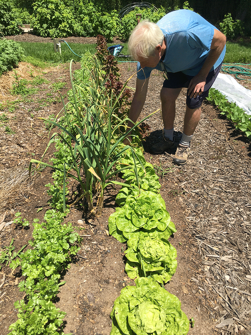 Veggie Garden