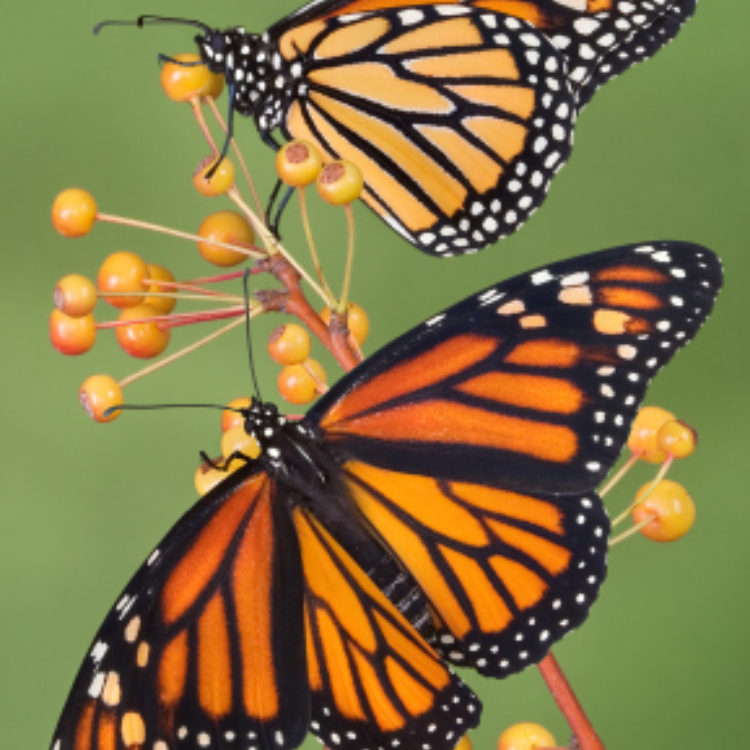 Monarch Butterfly 