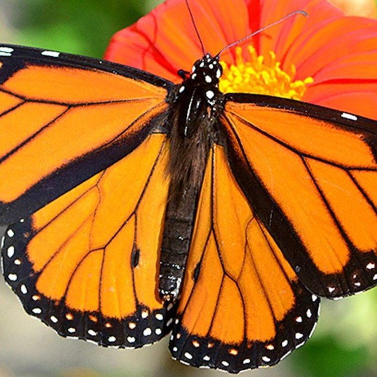 Monarch Butterfly