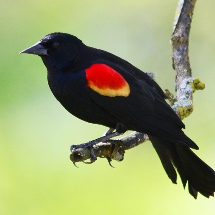 Red-winged Blackbird