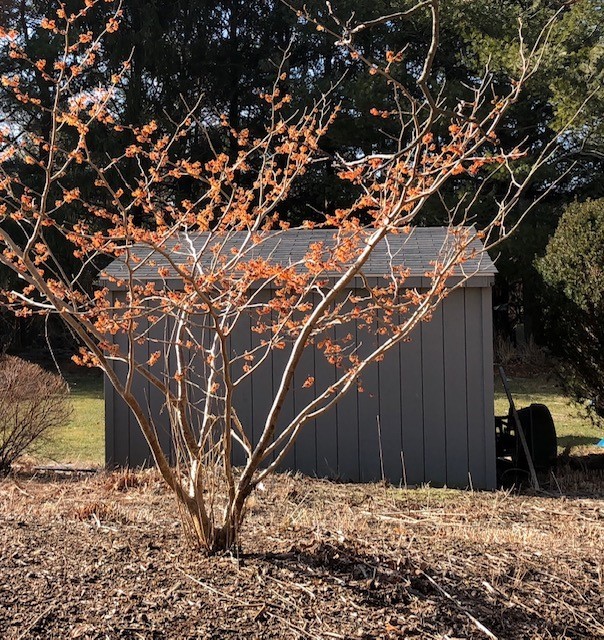 Witch hazel jelena