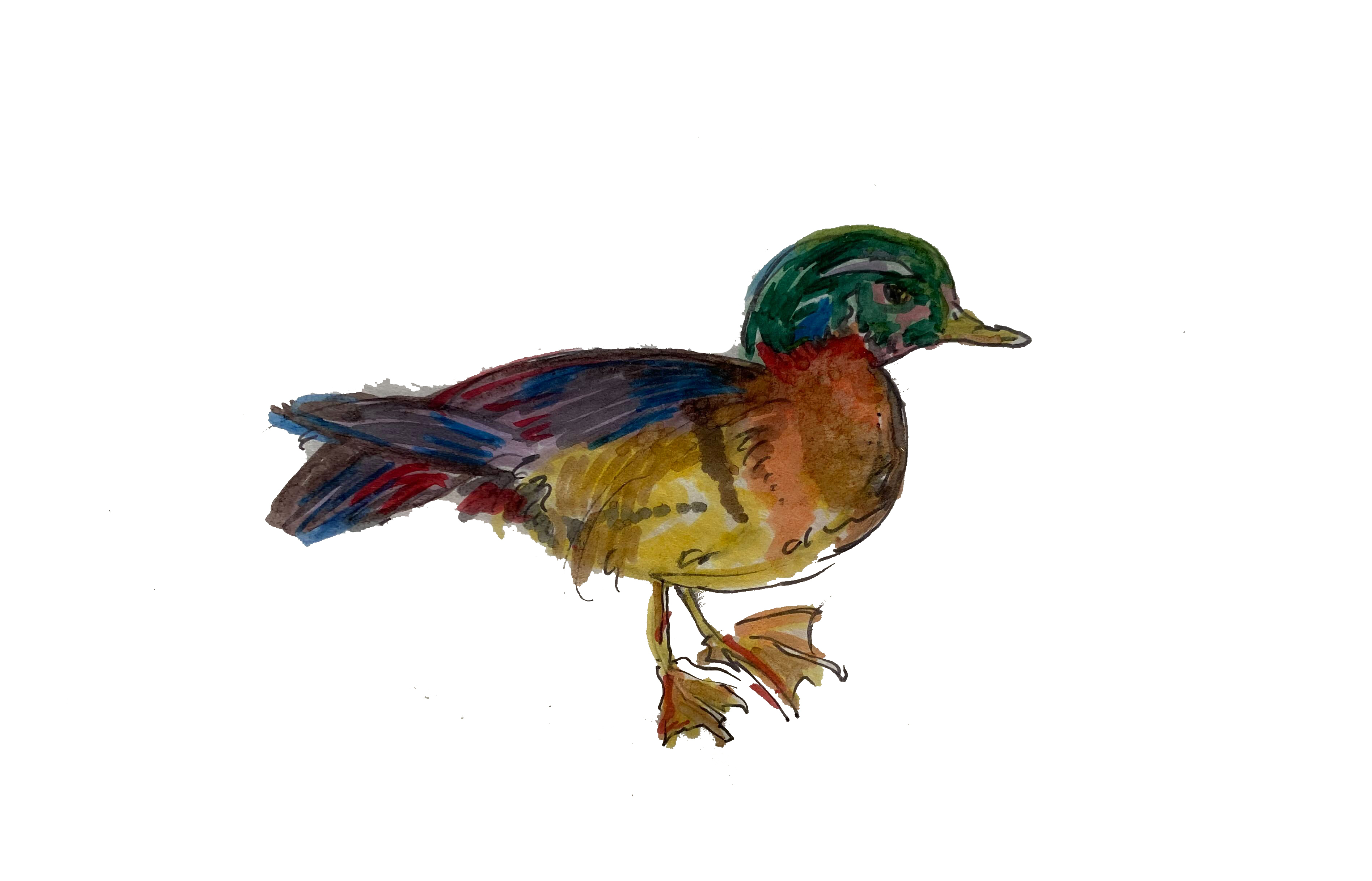 Woodduck