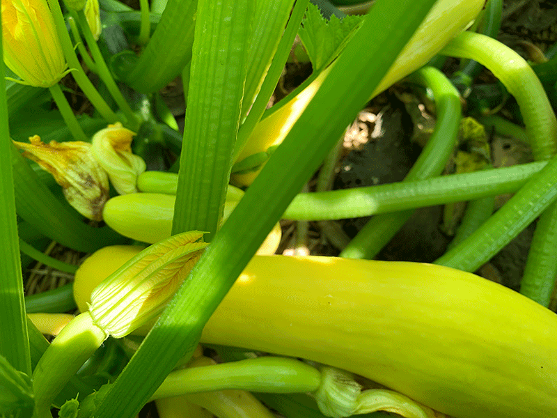 Yellow squash Slick Pik